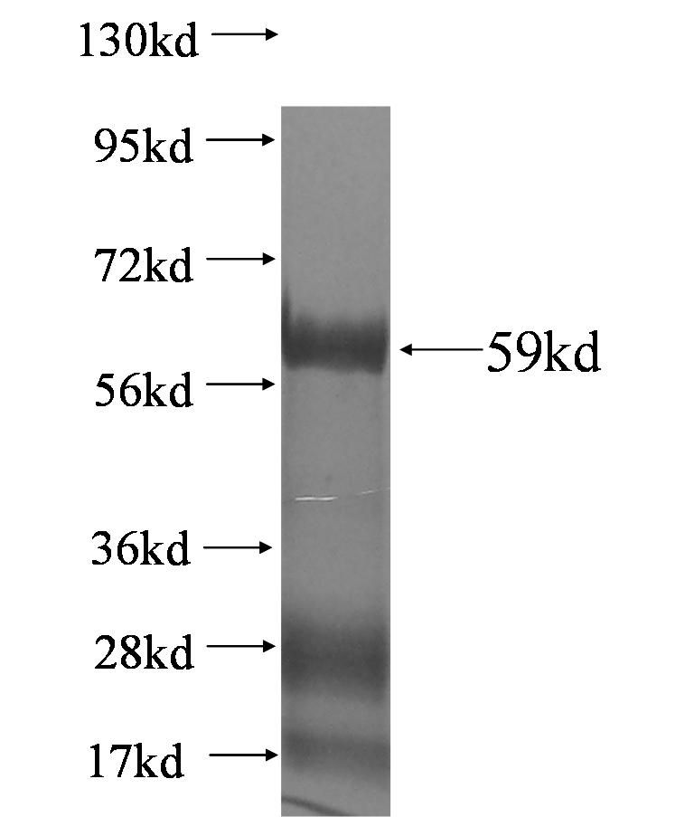 MUC20 fusion protein Ag4205 SDS-PAGE