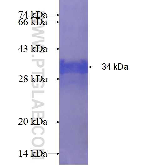 MUC7 fusion protein Ag24216 SDS-PAGE