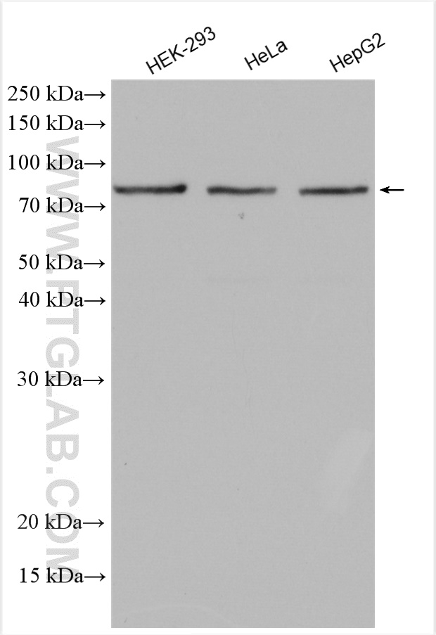 WB analysis using 17034-1-AP