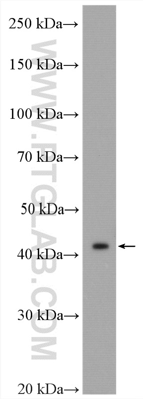 WB analysis of HepG2 using 15331-1-PBS