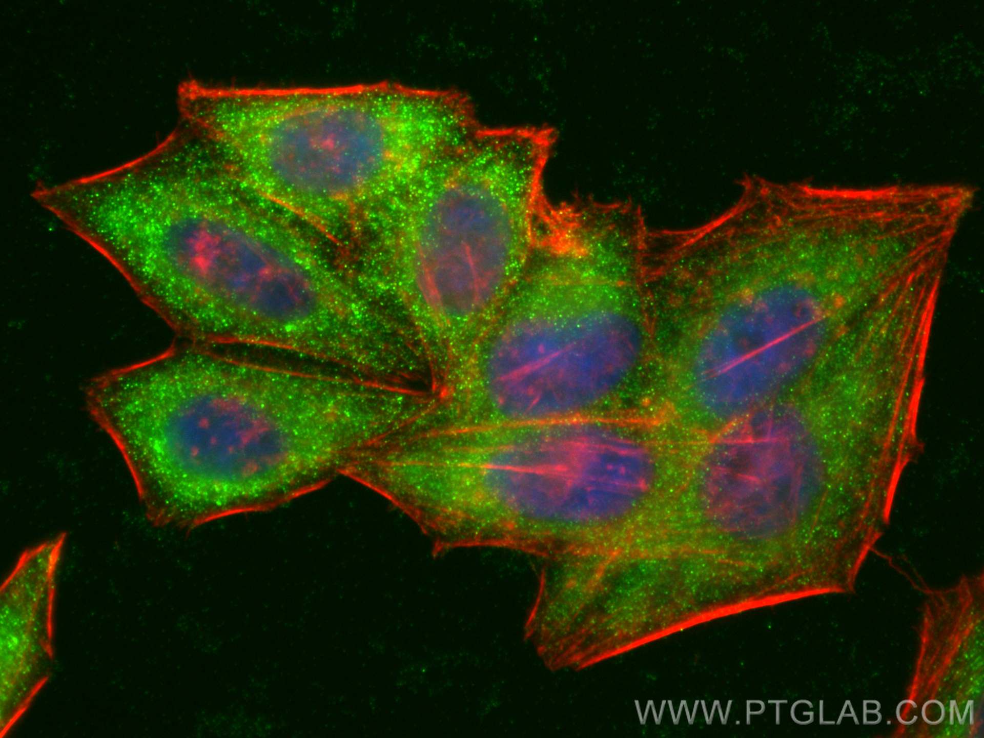 IF Staining of HepG2 using 16478-1-AP