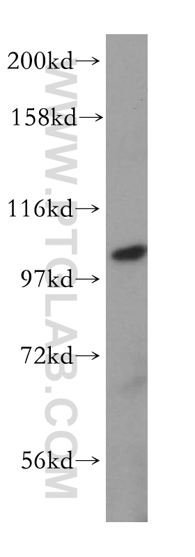 MVP/LRP Polyclonal antibody