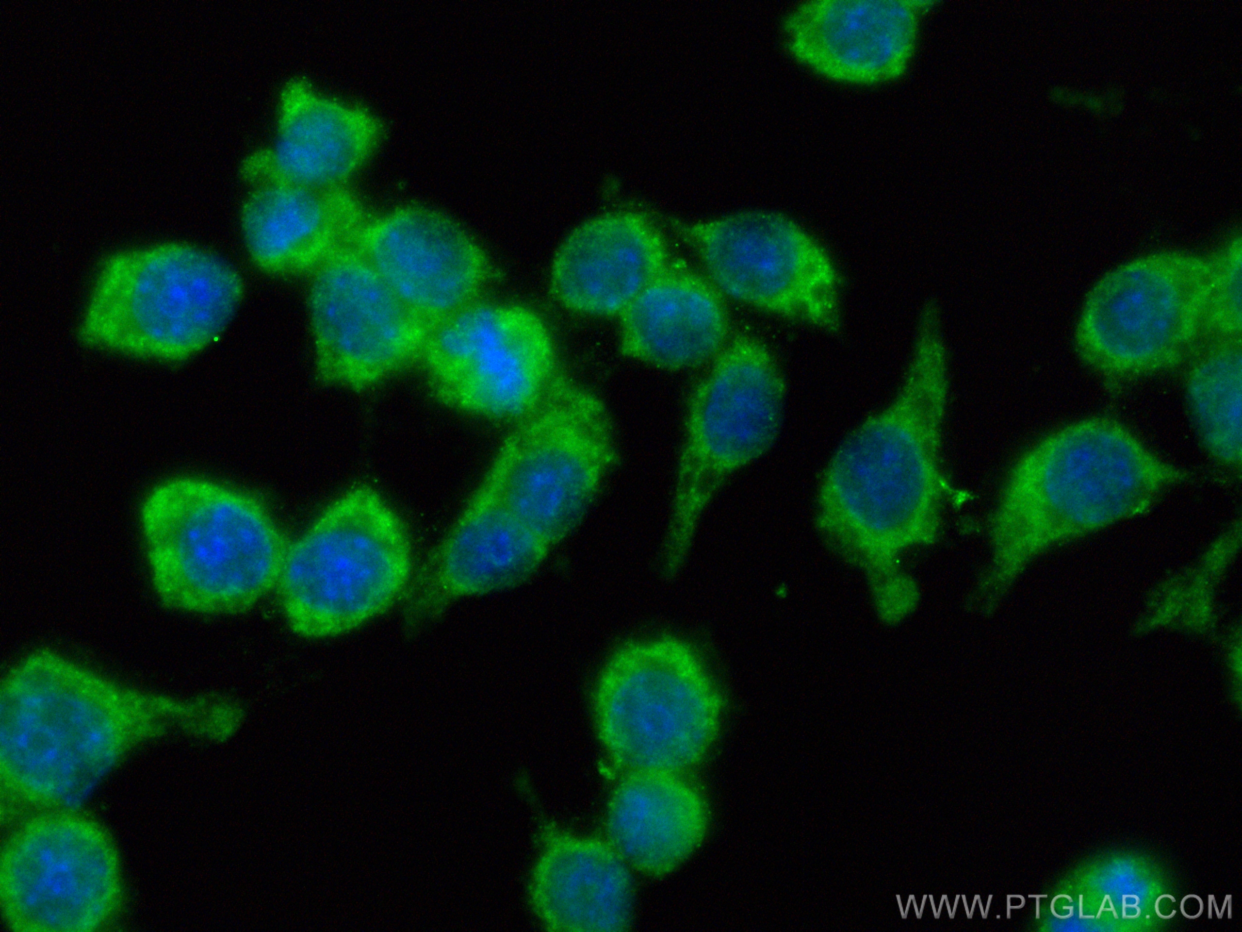 IF Staining of A549 using 82677-1-RR