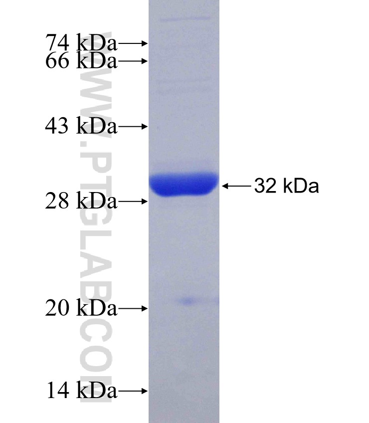 MXD1 fusion protein Ag30206 SDS-PAGE