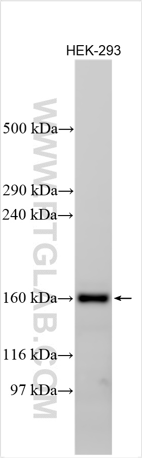 WB analysis using 25472-1-AP