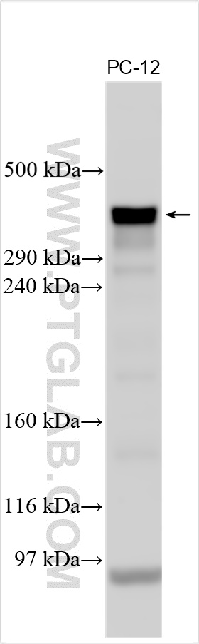 WB analysis using 29777-1-AP