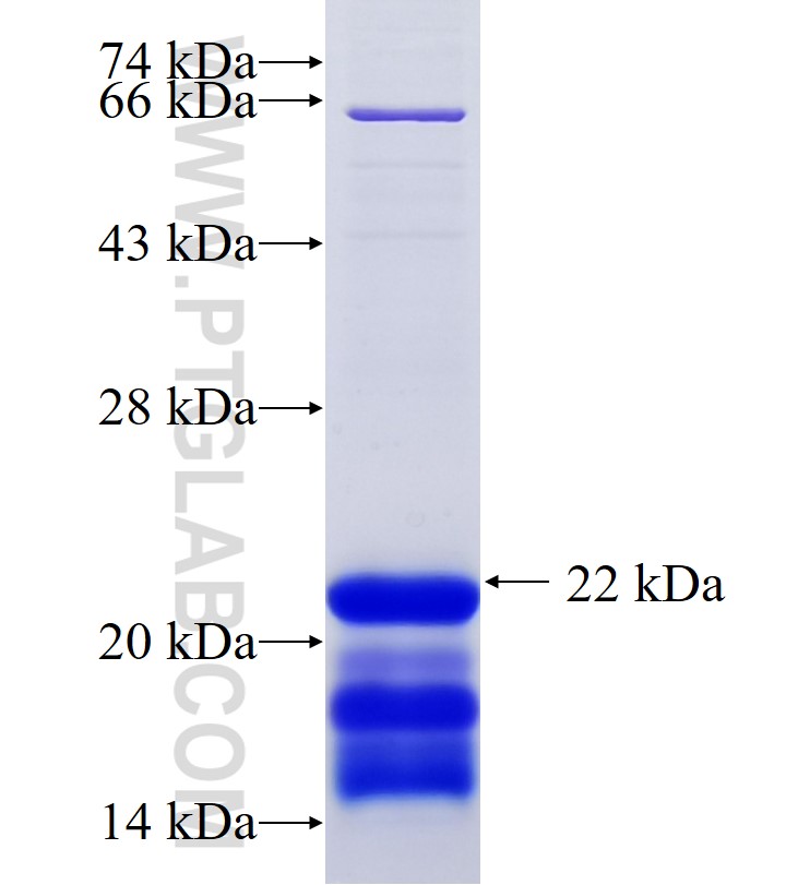 MYB fusion protein Ag34185 SDS-PAGE