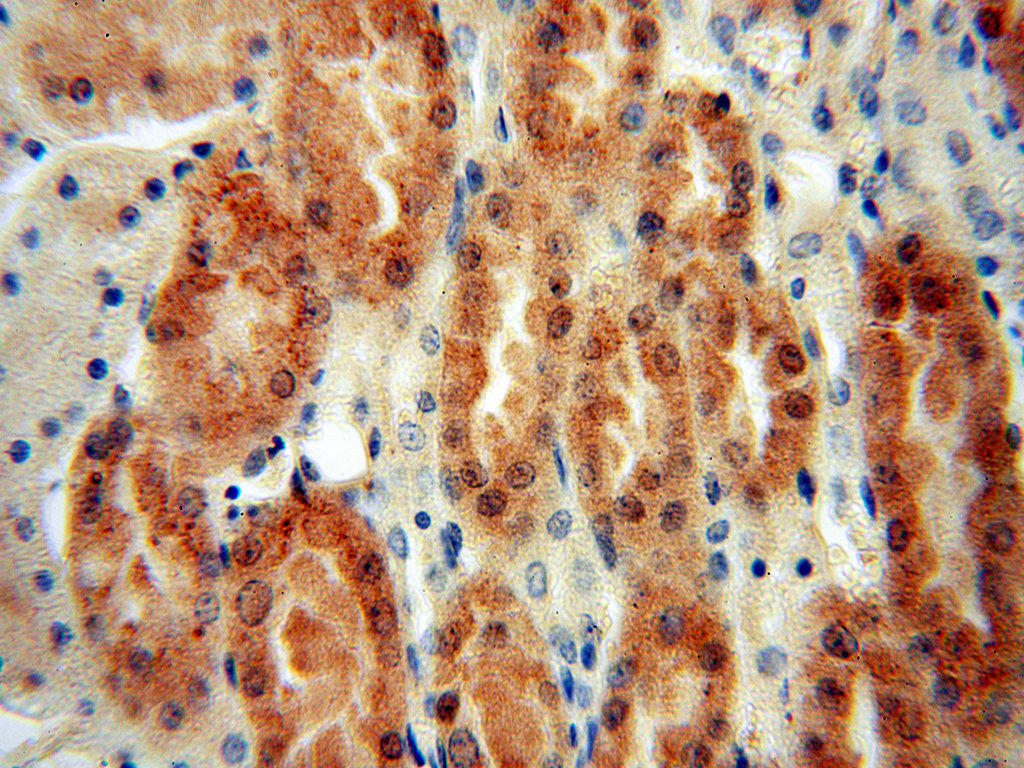 IHC staining of human kidney using 14524-1-AP