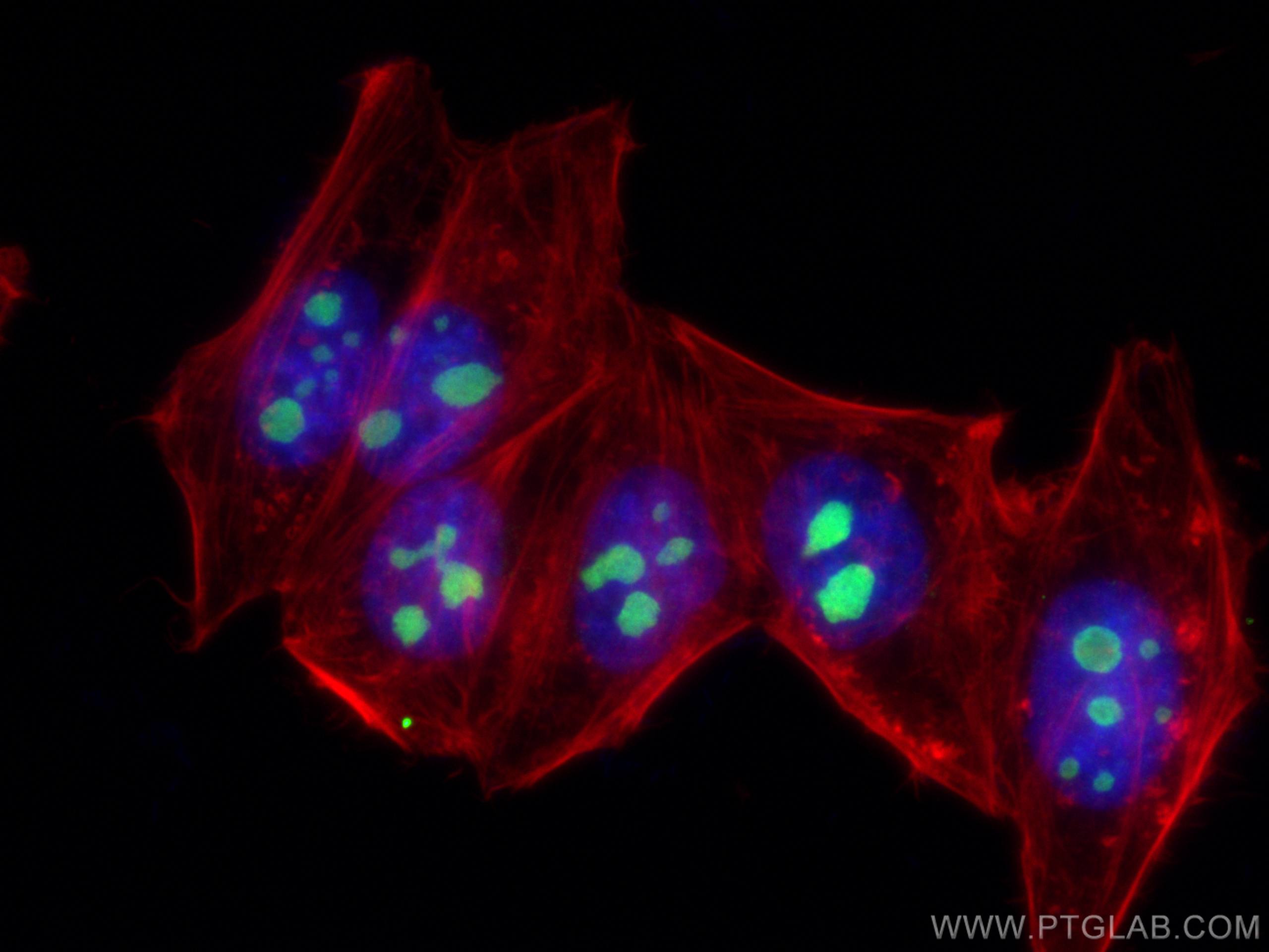 IF Staining of HepG2 using 67996-1-Ig