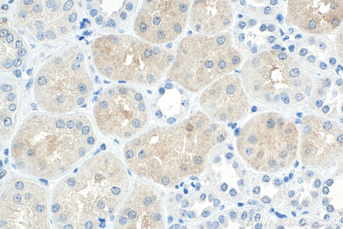 IHC staining of human kidney using 67996-1-Ig (same clone as 67996-1-PBS)