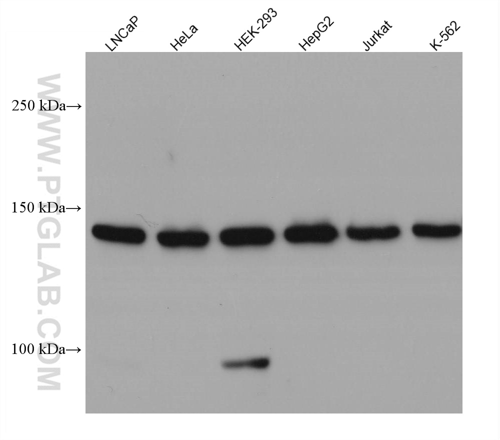 WB analysis using 67996-1-Ig (same clone as 67996-1-PBS)