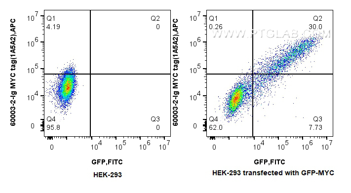 FC experiment of HEK-293  transfected with GFP-MYC using 60003-2-Ig (same clone as 60003-2-PBS)