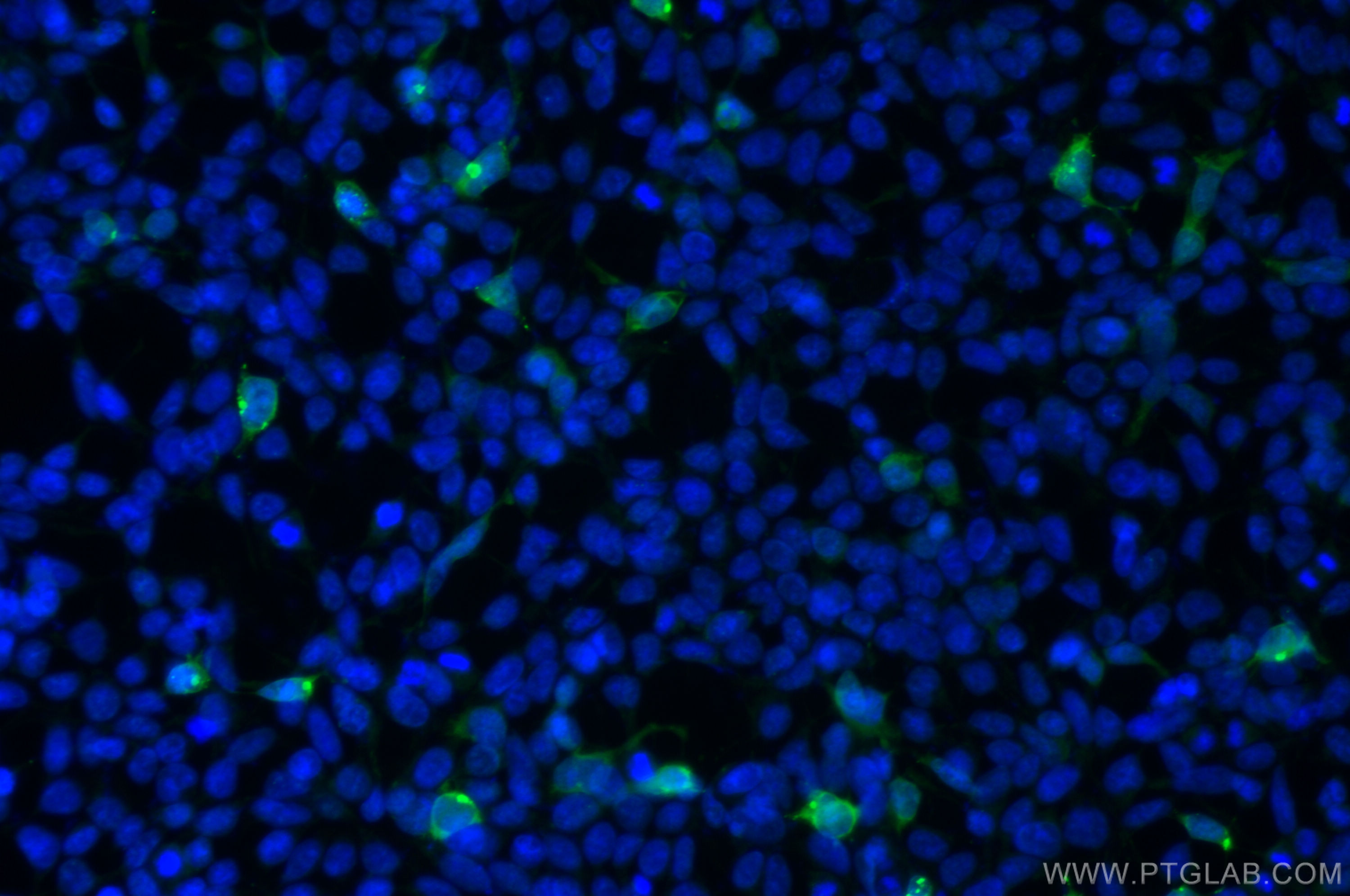 IF Staining of Transfected HEK-293 using CL488-60003