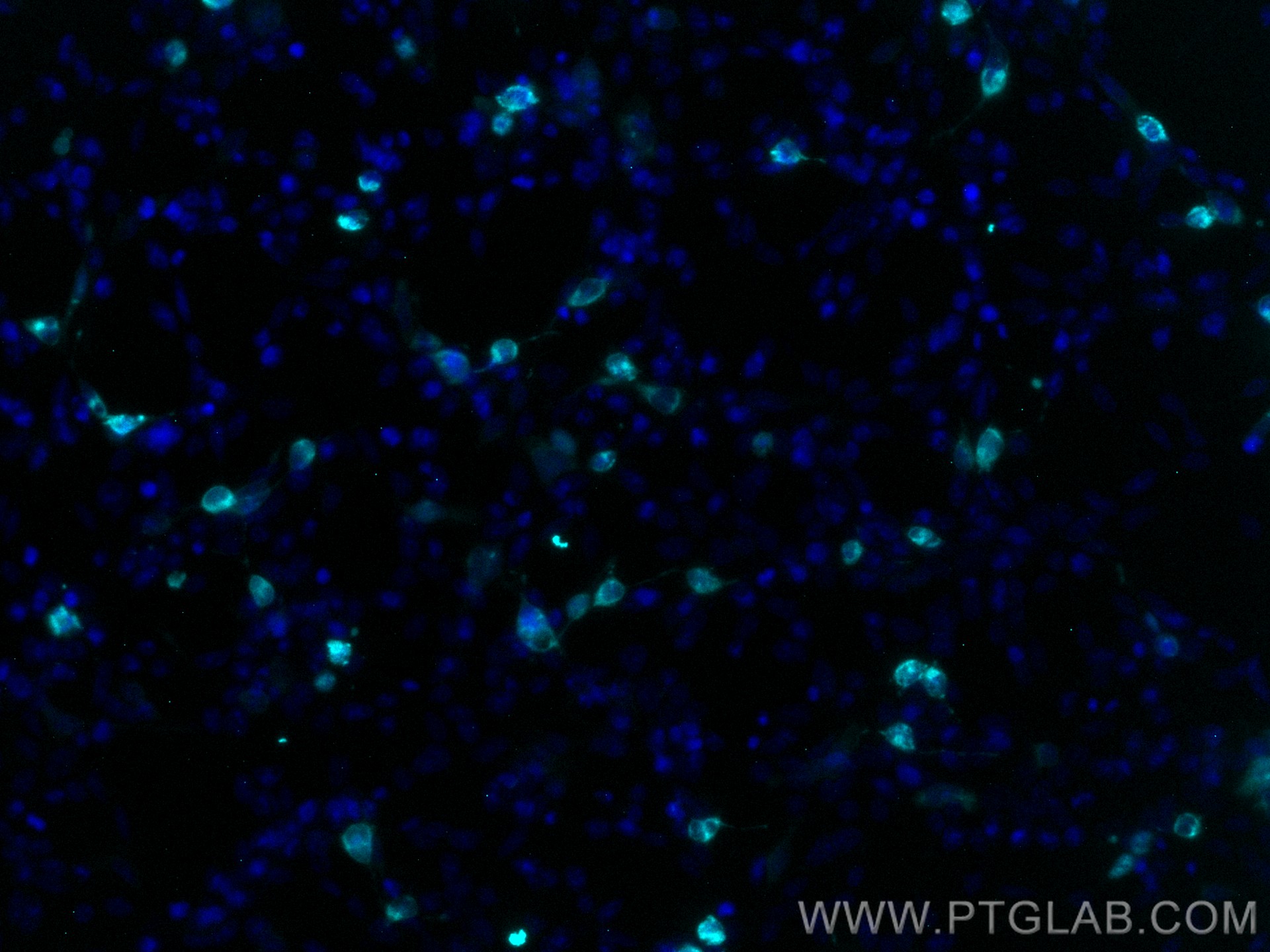 IF Staining of Transfected HEK-293 using CL750-60003