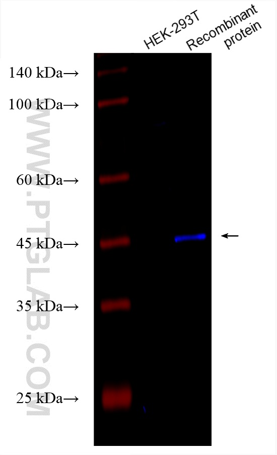 WB analysis using CL750-60003