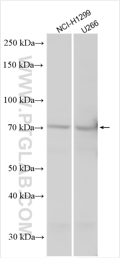 WB analysis using 14584-1-AP