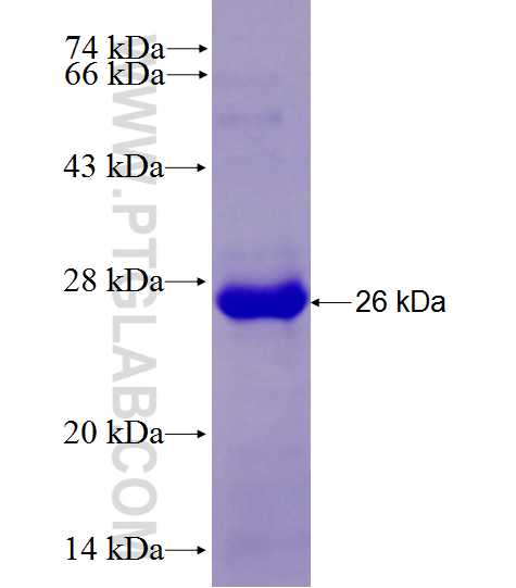 MYH1 fusion protein Ag27992 SDS-PAGE