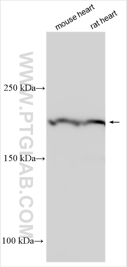 WB analysis using 22280-1-AP