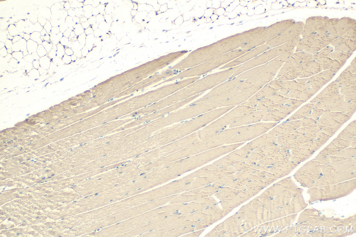 IHC staining of mouse skeletal muscle using 15814-1-AP