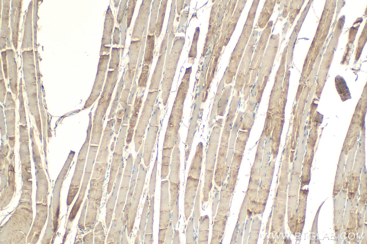IHC staining of rat skeletal muscle using 15814-1-AP