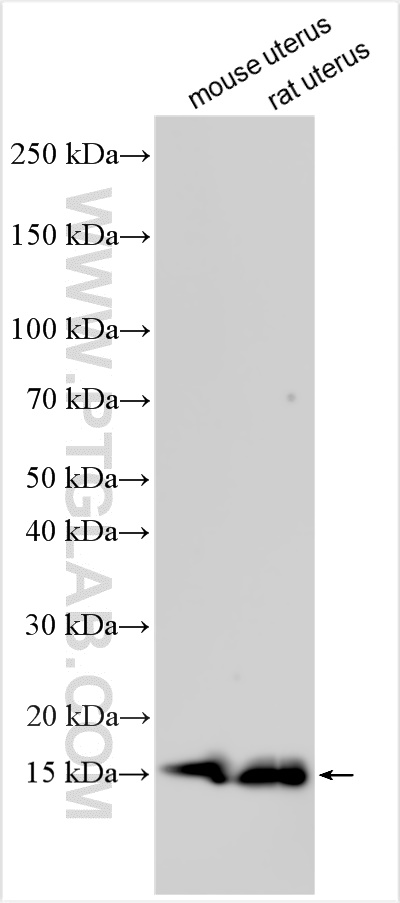 WB analysis using 18158-1-AP