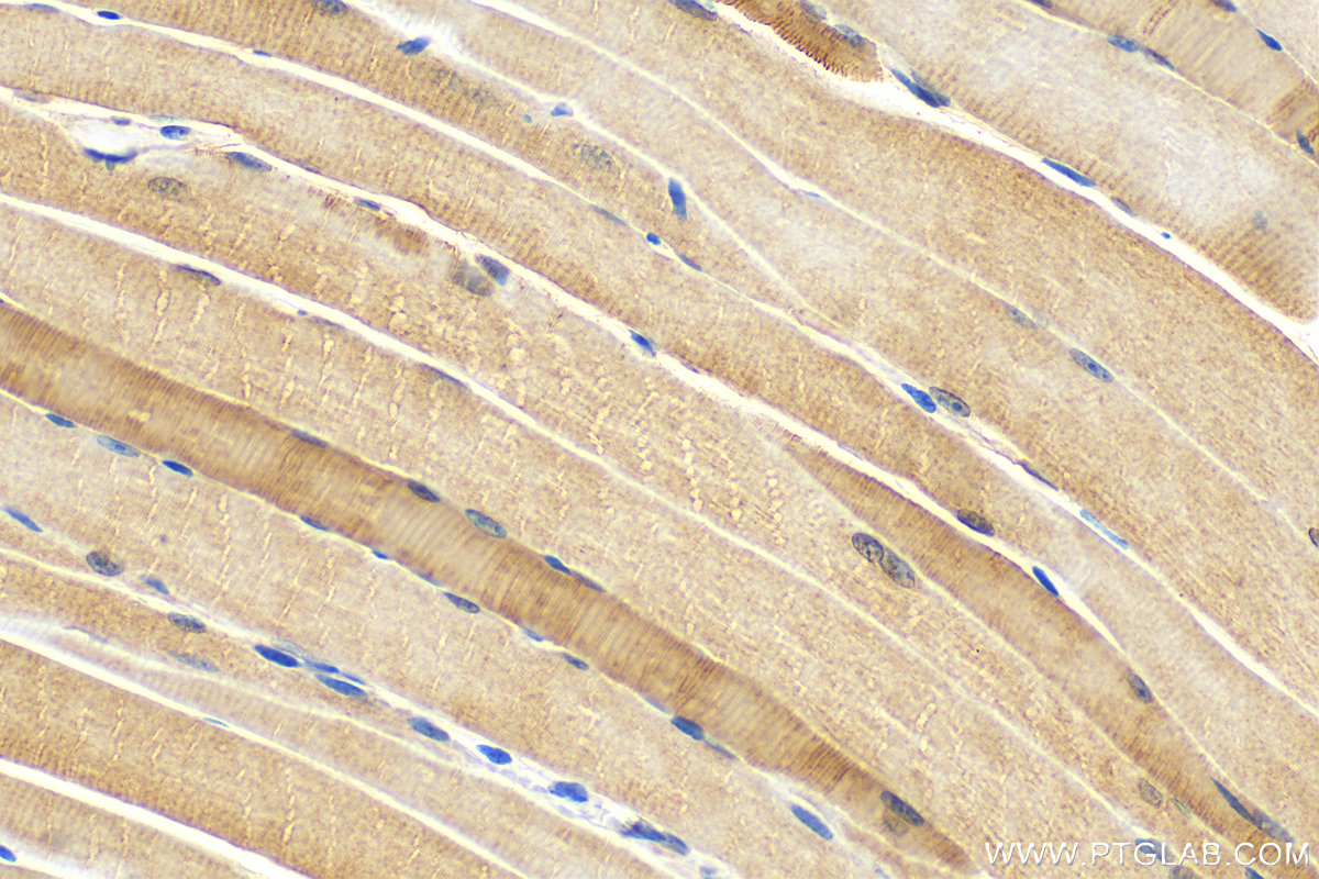 IHC staining of mouse skeletal muscle using 16963-1-AP