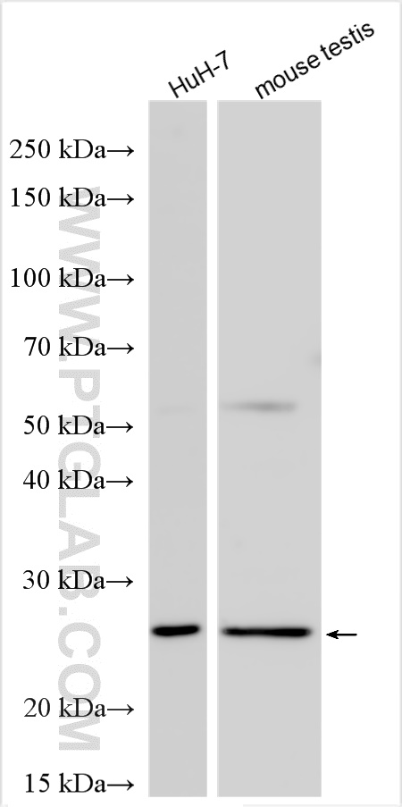 WB analysis using 16963-1-AP