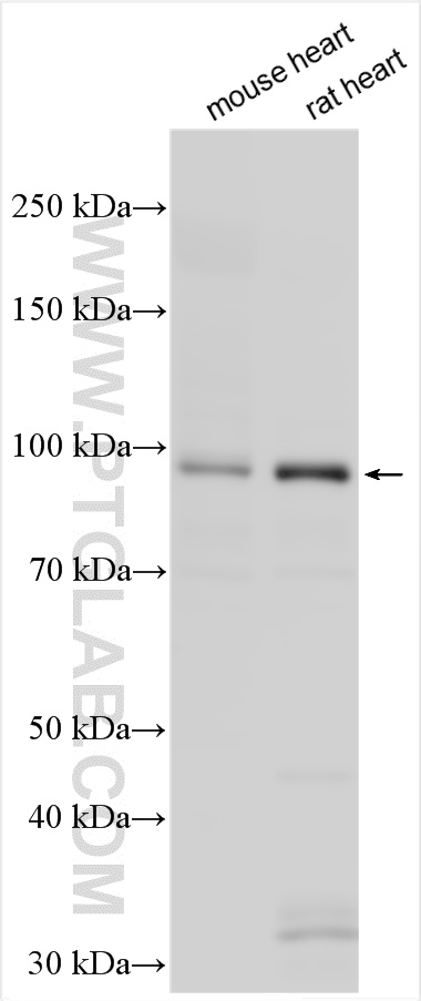 WB analysis using 21527-1-AP