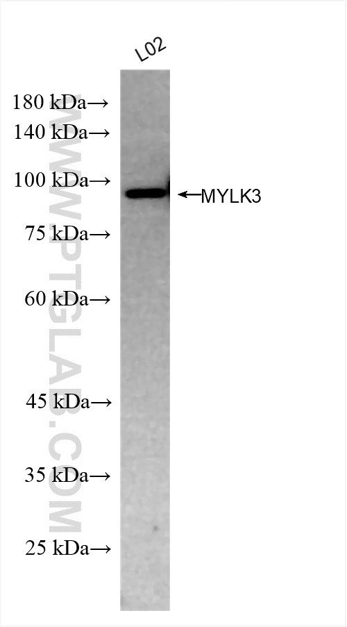 WB analysis of L02 using 83673-3-RR