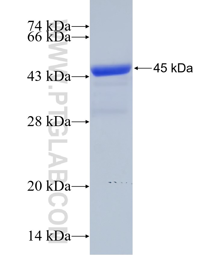 MYLPF fusion protein Ag9013 SDS-PAGE