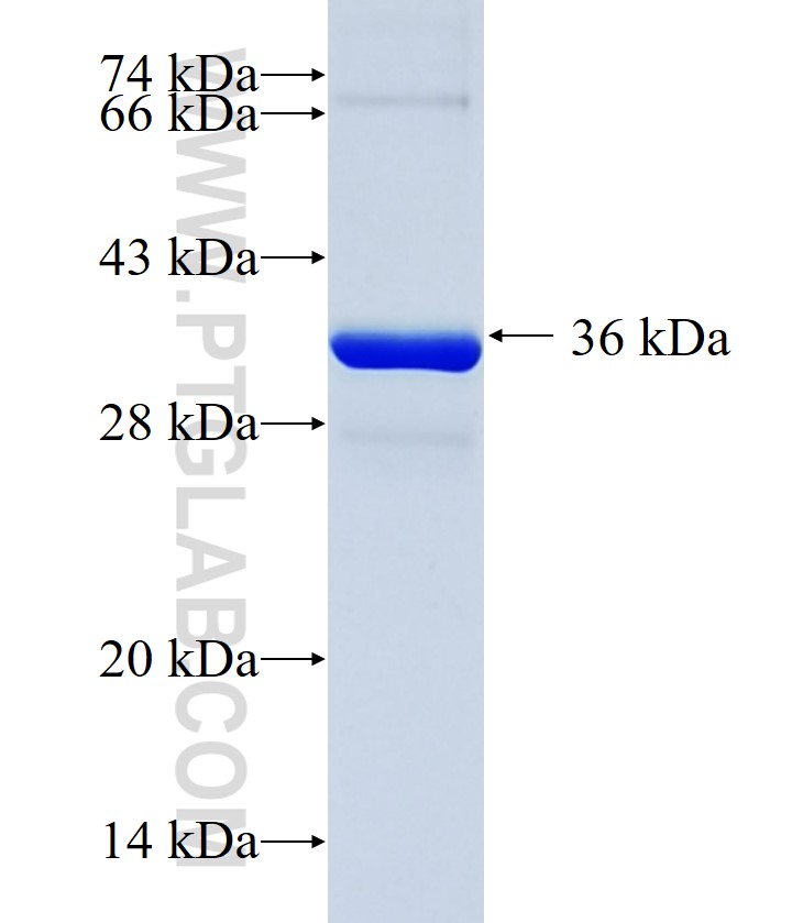 MYO10 fusion protein Ag18882 SDS-PAGE