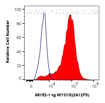 MYO1E