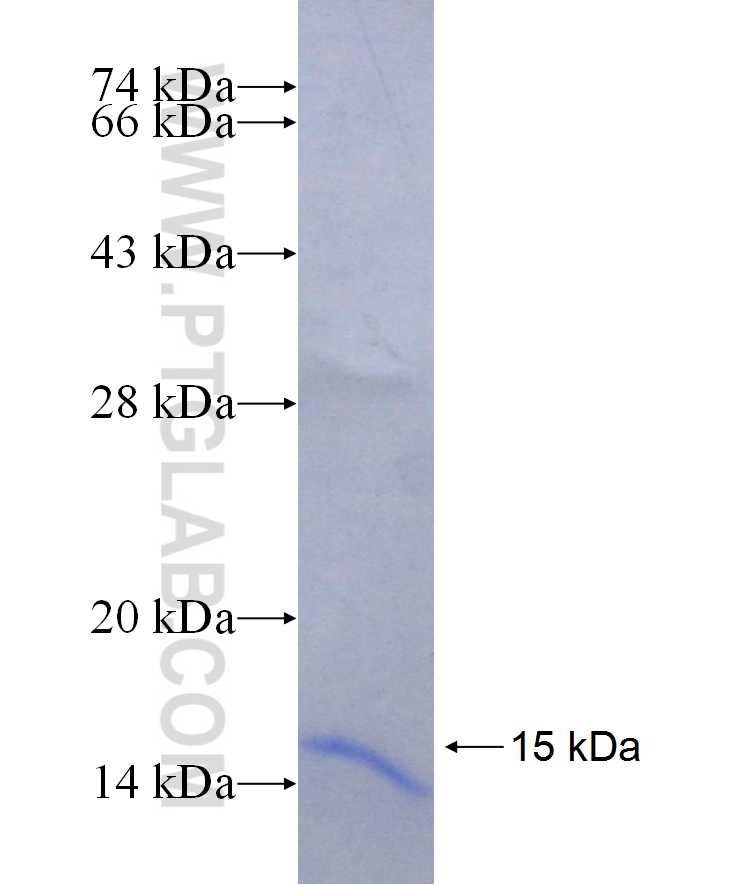 MYO1F fusion protein Ag29899 SDS-PAGE