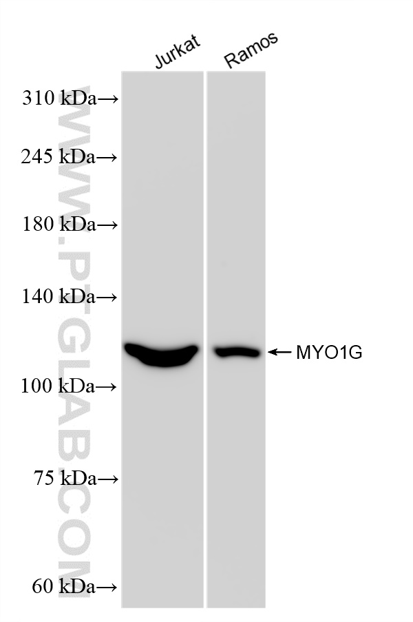 WB analysis using 83556-5-RR (same clone as 83556-5-PBS)