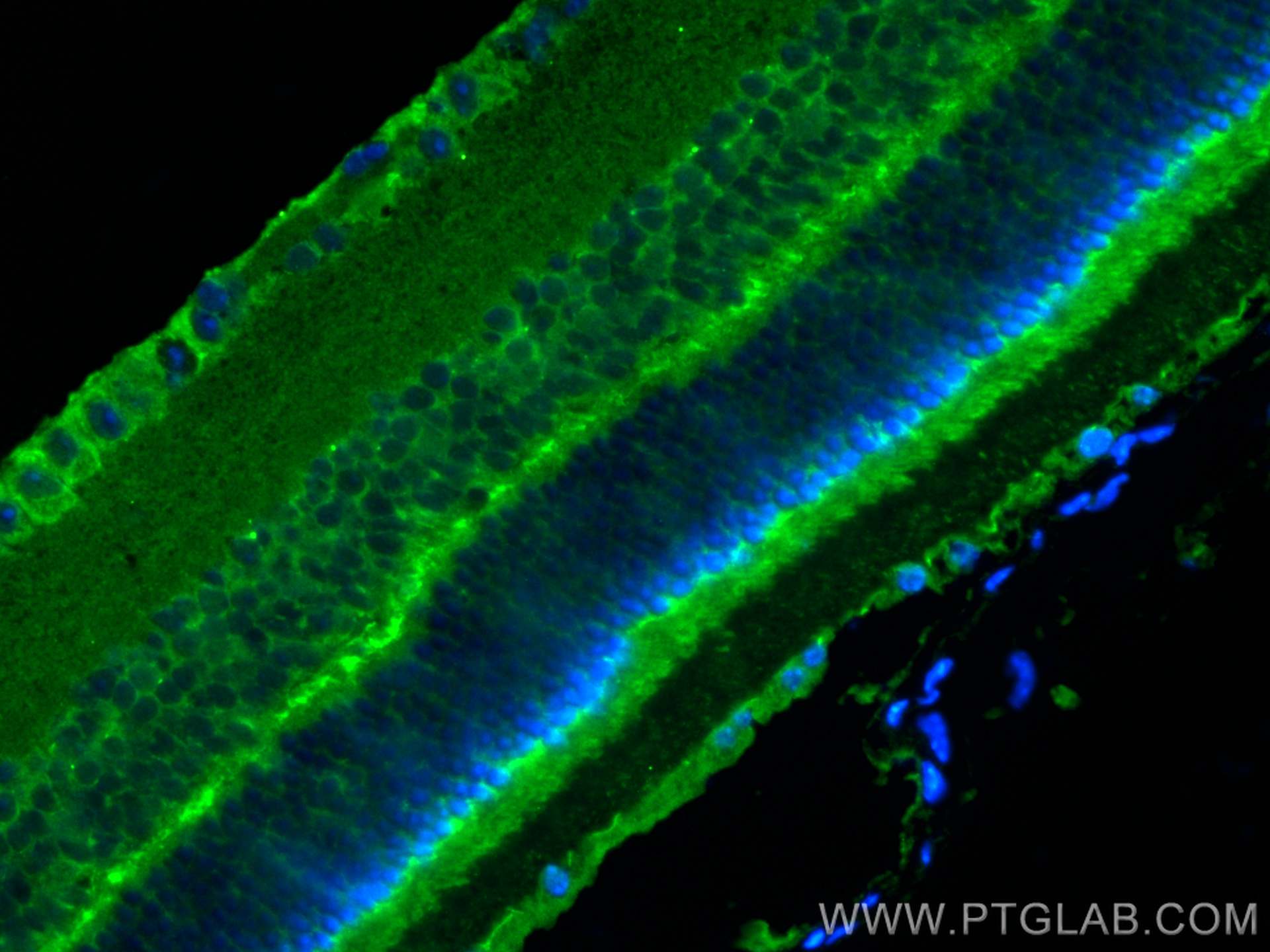 IF Staining of mouse eye using 28562-1-AP