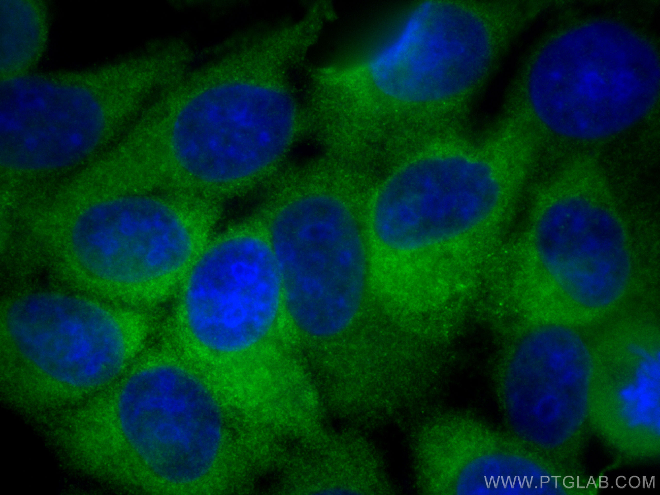 IF Staining of MCF-7 using 26778-1-AP