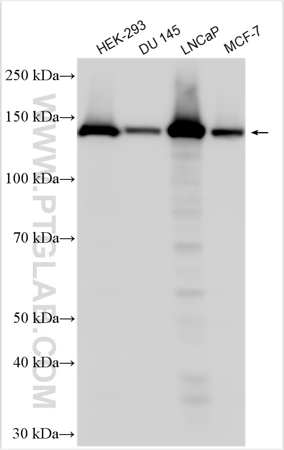 WB analysis using 26778-1-AP