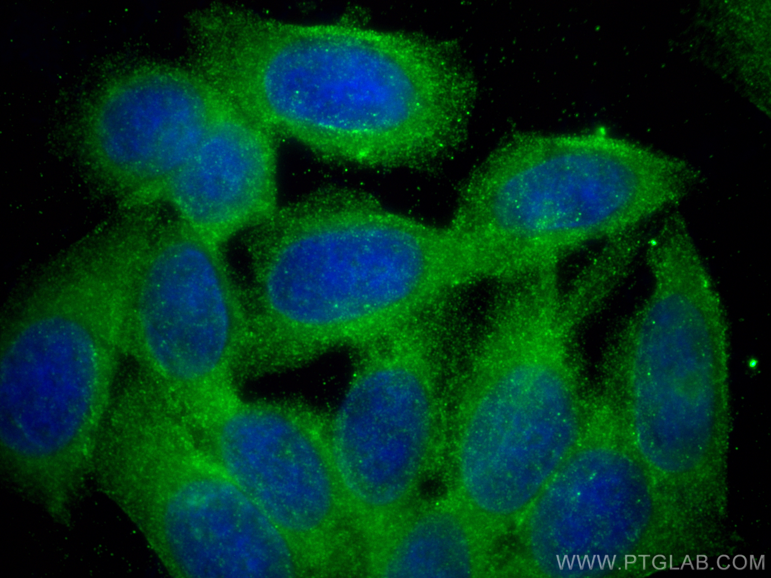 IF Staining of HepG2 using 20720-1-AP