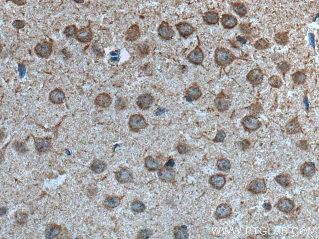 IHC staining of mouse brain using 26869-1-AP