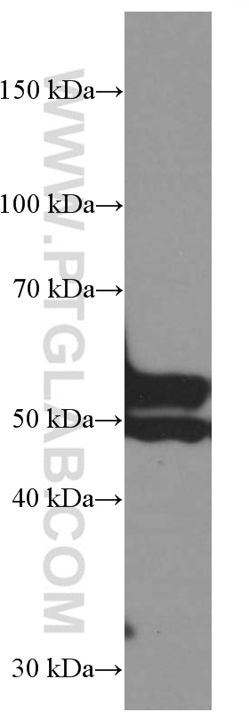 WB analysis of pig heart using 60357-1-Ig (same clone as 60357-1-PBS)