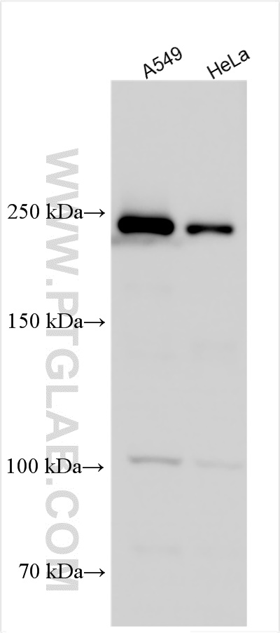 WB analysis using 19548-1-AP