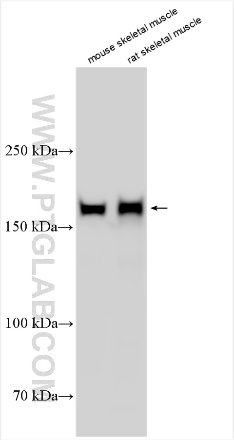 WB analysis using 17692-1-AP