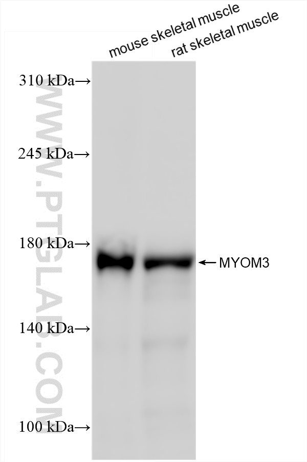 WB analysis using 83852-3-RR