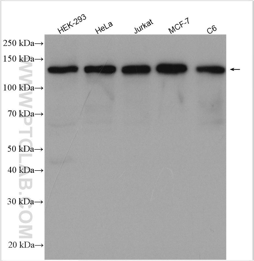 WB analysis using 22117-1-AP