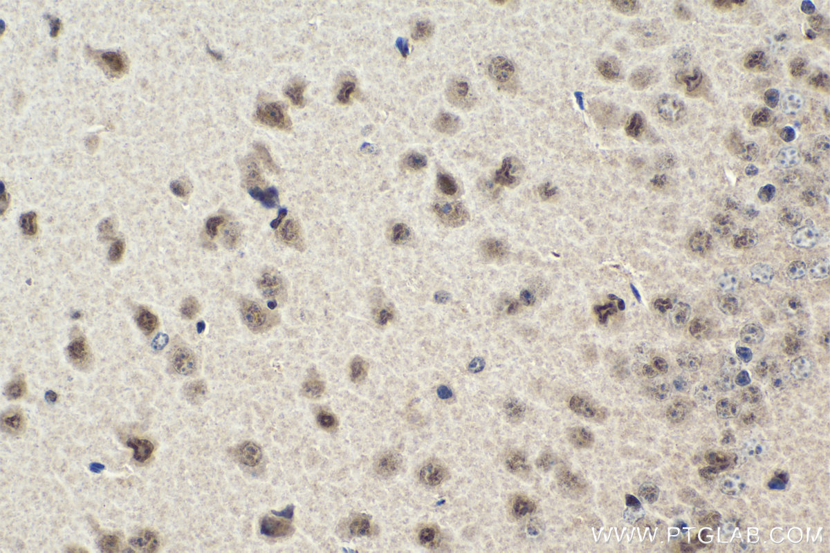 IHC staining of mouse brain using 26204-1-AP