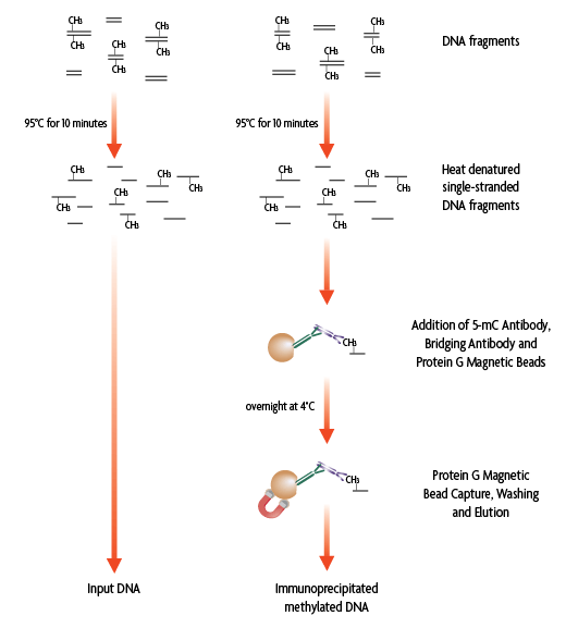 Flow chart of the MeDIP method.