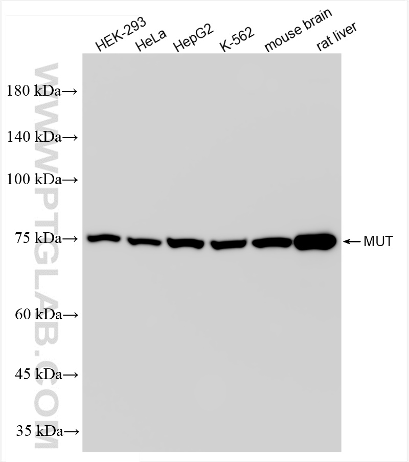 WB analysis using 84879-5-RR