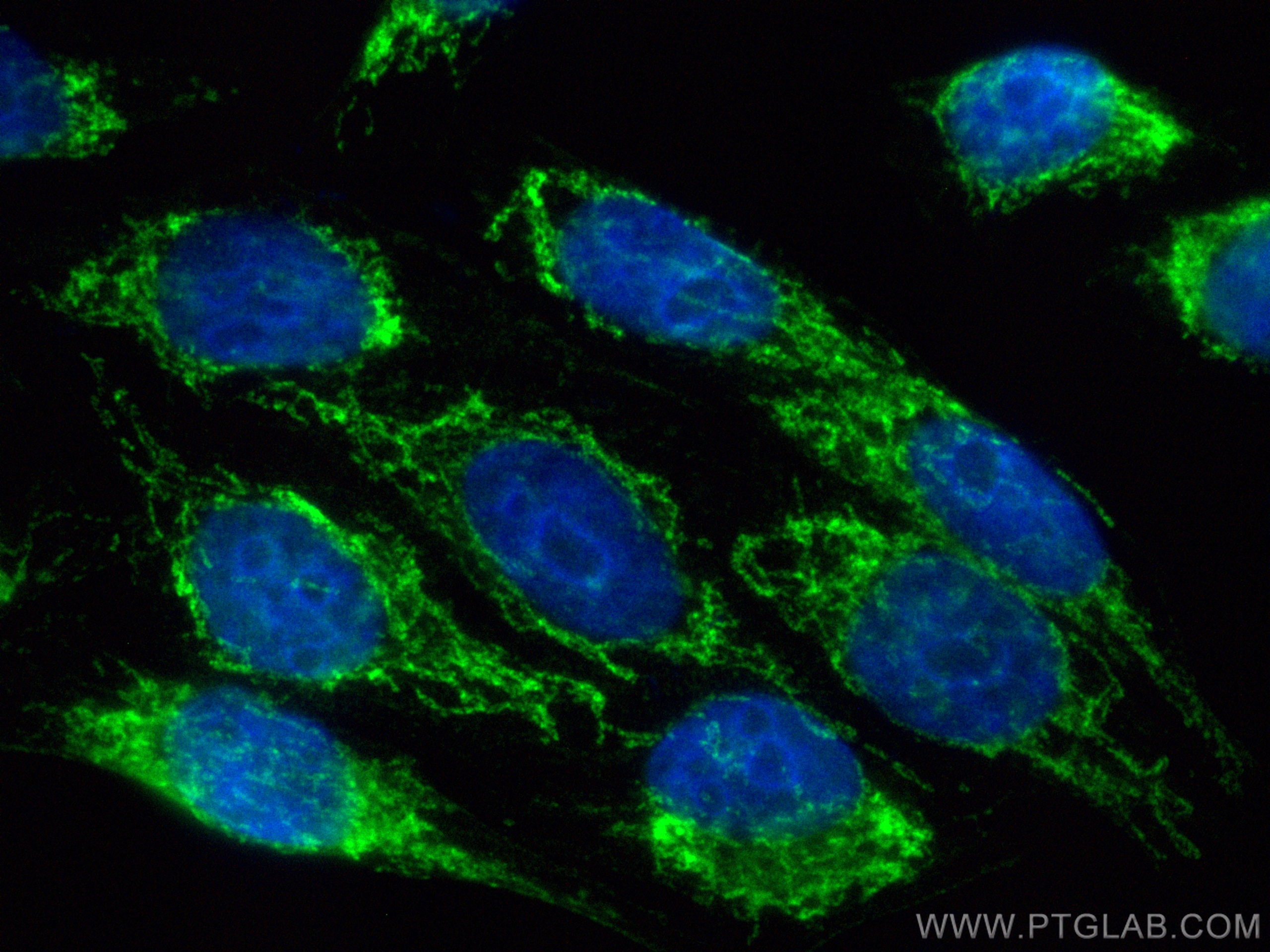 IF Staining of HepG2 using CL488-10179