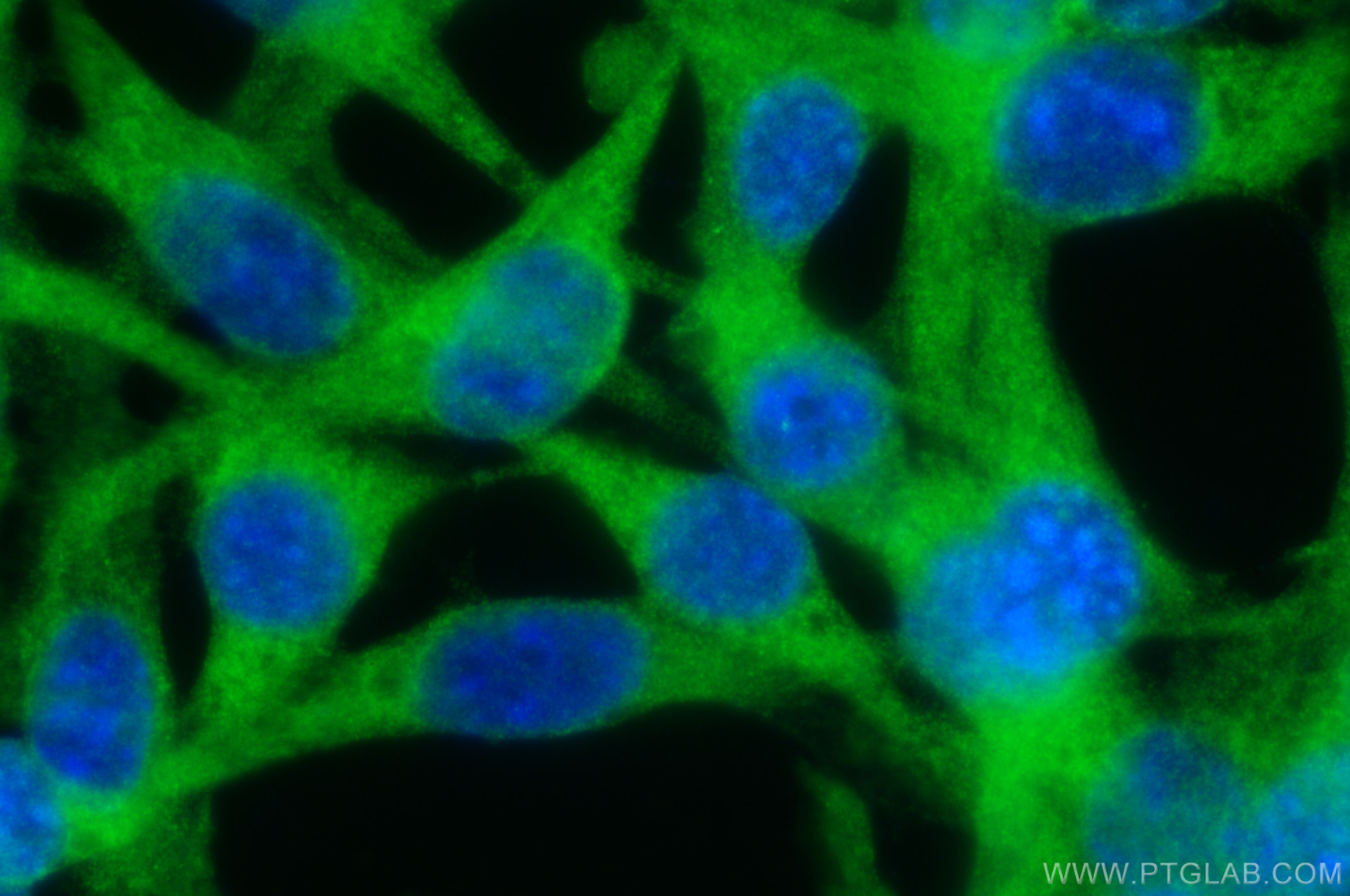 IF Staining of NIH/3T3 using 30145-1-AP