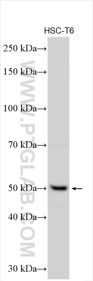 WB analysis using 30145-1-AP